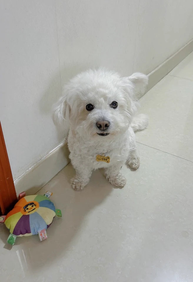 Custom DIY Pet Name Tags