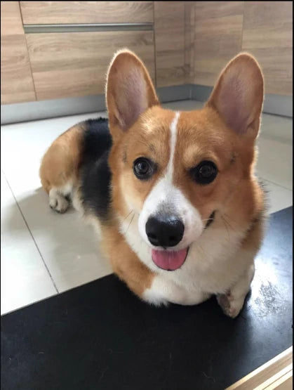 Custom 3D Full-Body Felt Dog and Pet Figures