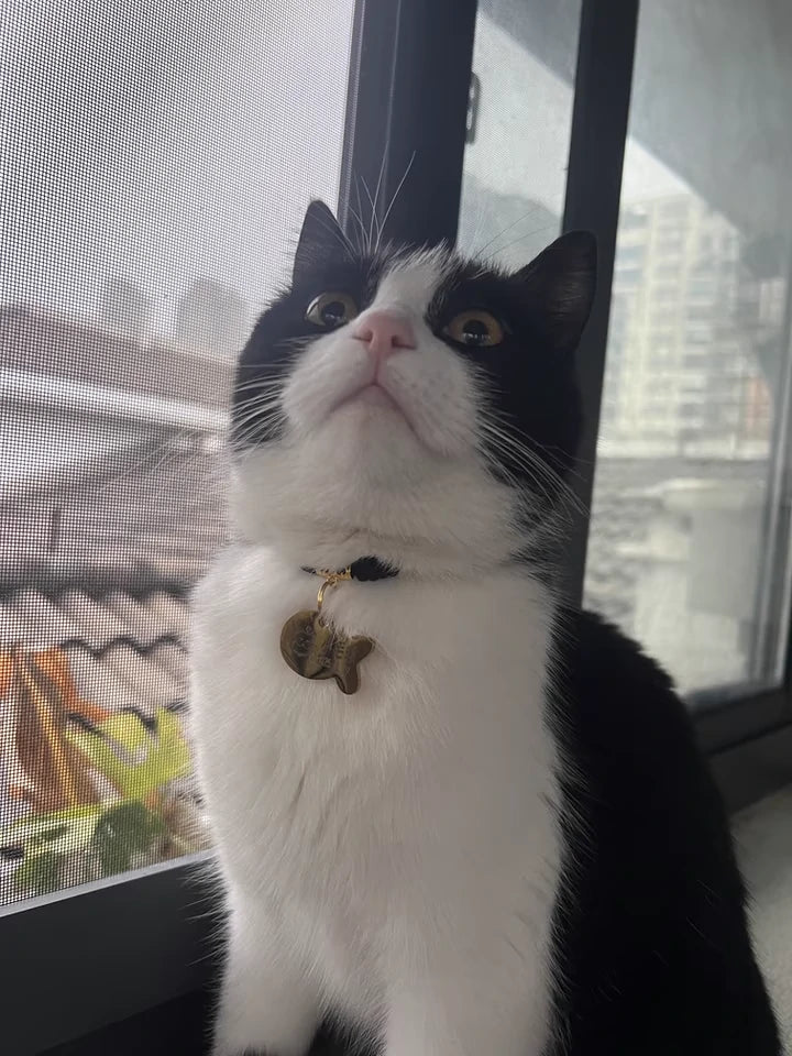 Custom DIY Pet Name Tags